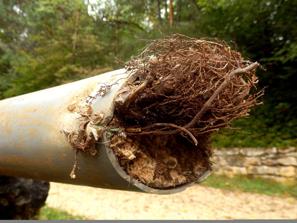 A CCTV drain survey uncovered tree root ingress at a property in Esher
