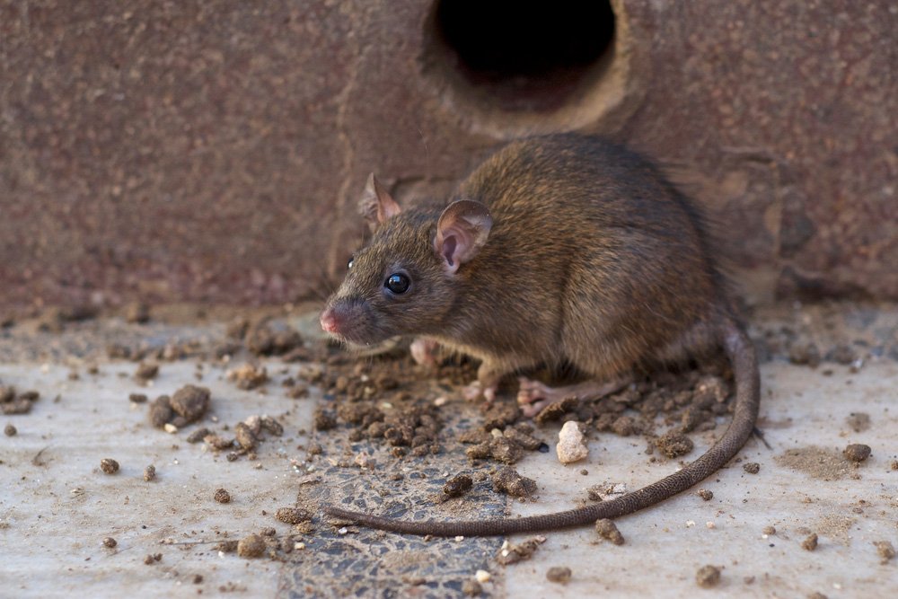 CCTV Drain Survey to resolve rat infestation in Walton-on-Thames