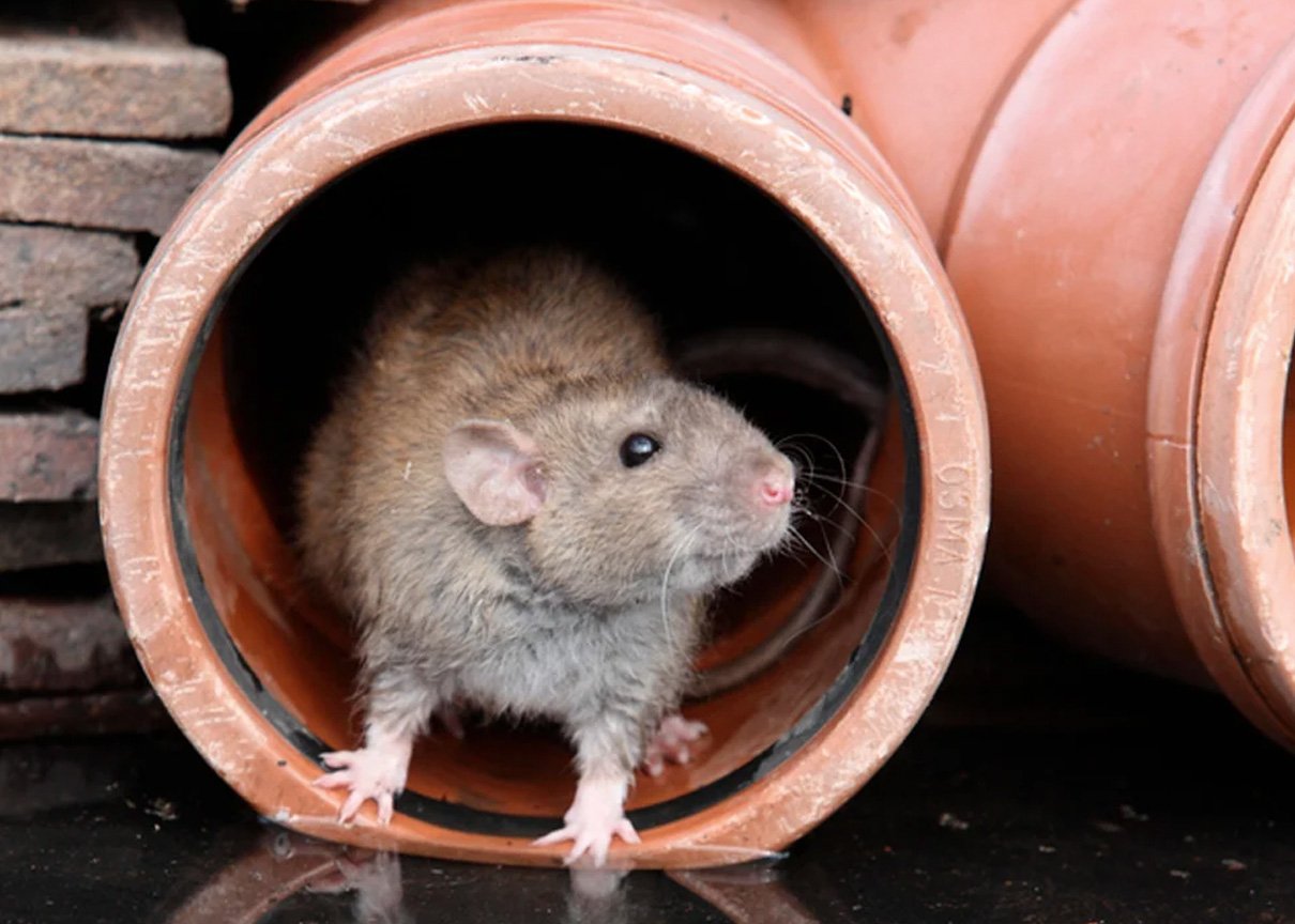 Surrey Pest Control for Rats in Drains