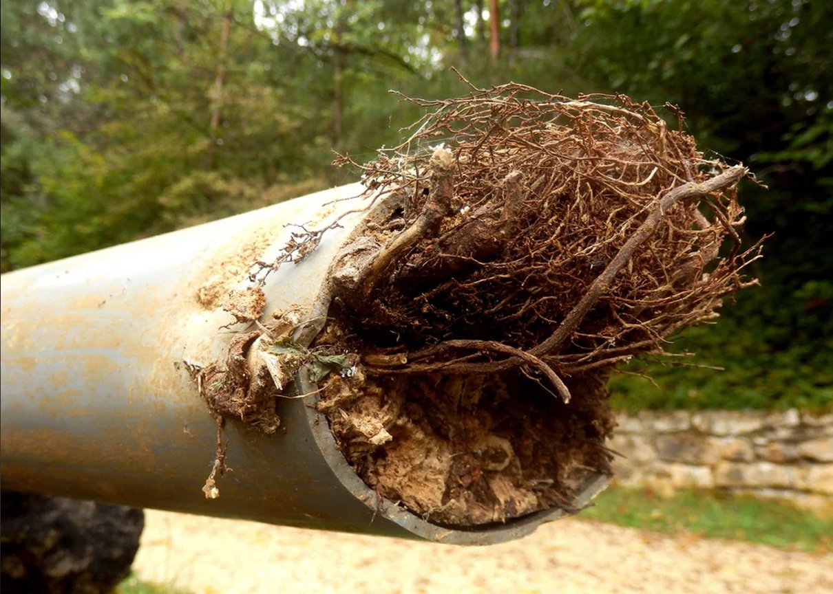 Tree Root Removal From Drains in Surrey