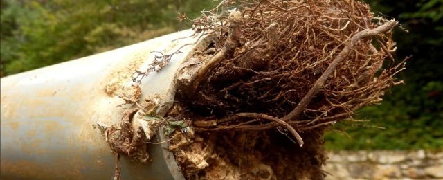 Tree Root Removal From Drains in Surrey